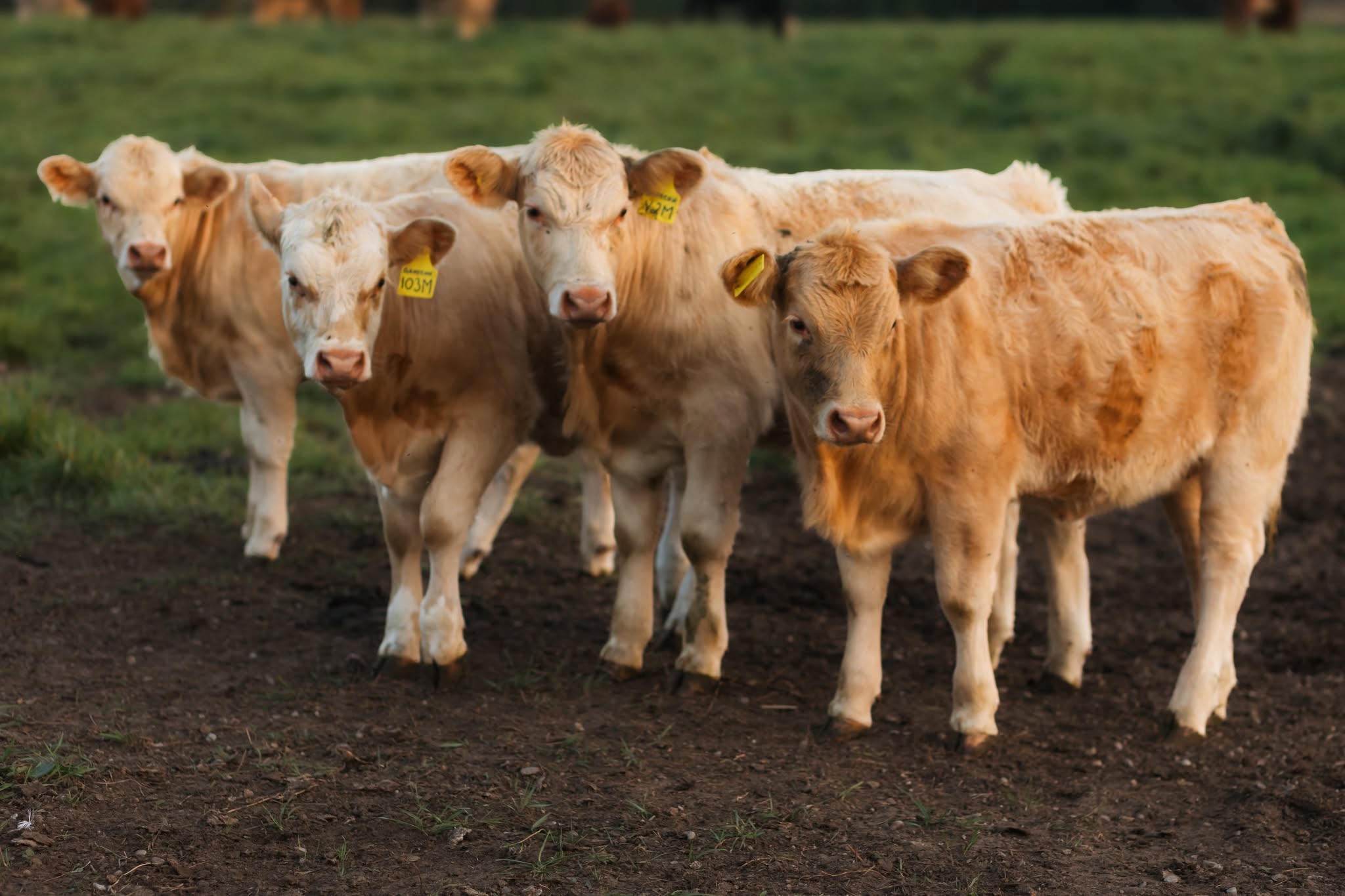 Five light brown cows walking in a line on a grassy field.